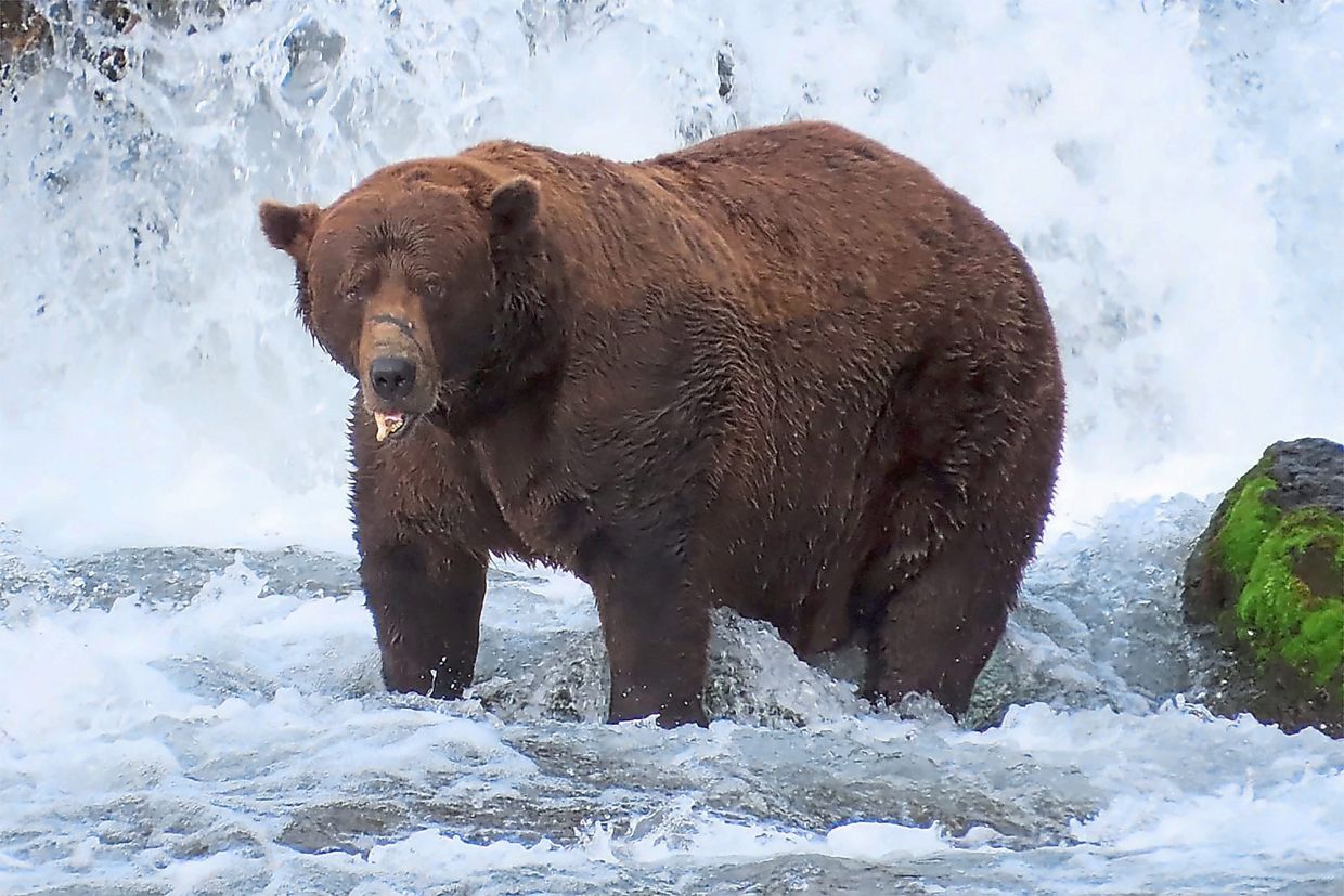 1. Chunk (Bear 32), the 2025 Fat Bear Week champion, is seen in Katmai National Park and Preserve in southwest Alaska. The wild brown bear tipped the scales at an estimated 1,200 pounds when he clinched the title last year, but suffered an early knockout in the first round this year. — National Park Service/AFP