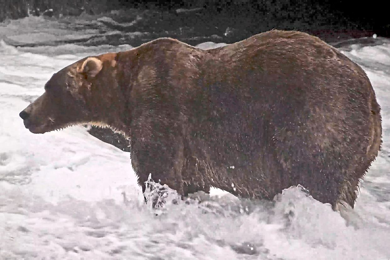 4. A brown bear known as ‘Backpack’, officially Bear 89, wades through the Brooks River. After a week of fierce competition, Backpack emerged as this year’s Fat Bear Week champion. — explore.org via AP