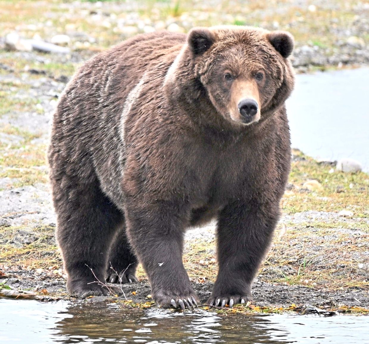 2. Bear 910, better known as the ‘Dancing Queen’, standing along the Brooks River. Hundreds of thousands of people took part in the global voting campaign, with Bear 910 claiming second place by just 5,000 votes in the final round. — National Park Service via AP