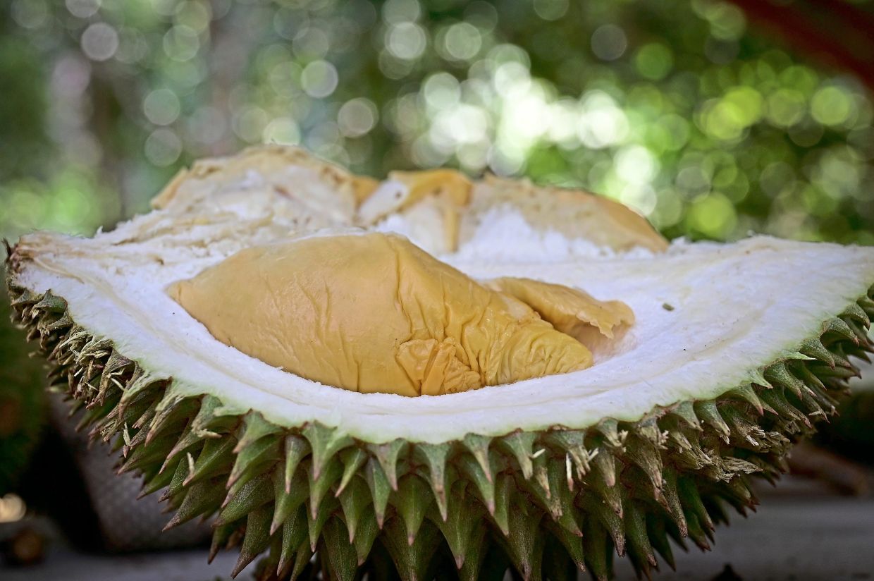 The rare variety is said to have thick flesh with a rich, slightly bitter, creamy taste and a distinctive aroma.
