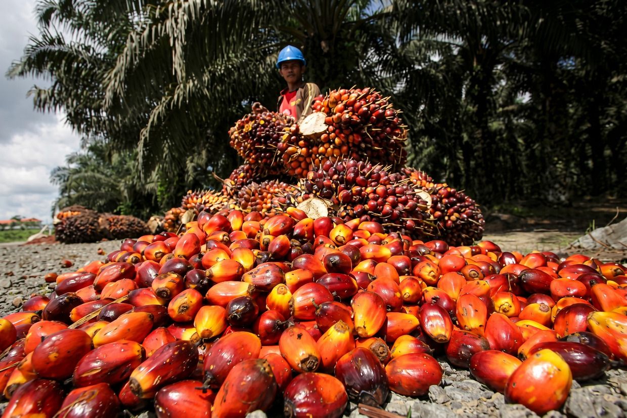 Oil palm firms face yield, sustainability issues