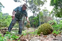 T’ganu crowns rare ‘copper king’ from Bukit Kemuning