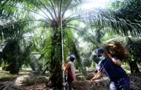 The best oil palm is the one we can harvest
