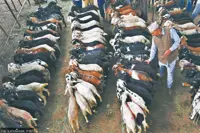 Nepal mutton prices hit record high ahead of major Hindu festival