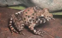 Scientists discover new frog, resurrect two species in Philippines after 106 years