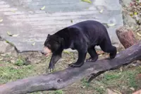 Sun bear sighting: Negri Perhilitan to move trap near Taman Tuanku Jaafar