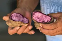 Purple reign: Philippines seeks to keep grip on ube throne