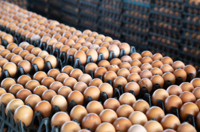 Thailand asks firms to cut egg exports after flood losses
