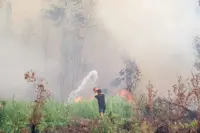 Indonesia says will halt forest destruction for rice paddies