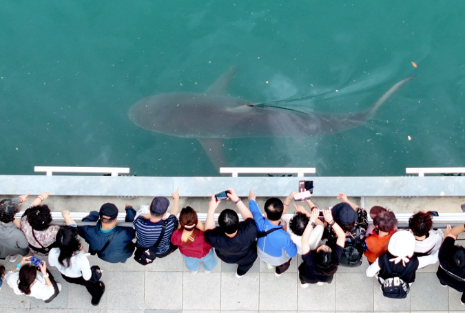 Stranded shark draws a million visitors to Busan, boosts retail