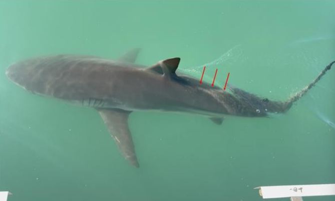 Red arrows indicate the ridge between the first and second dorsal fins, a key physical characteristic of a dusky shark. - The National Institute of Fisheries Science