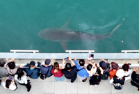 Stranded shark draws a million visitors to Busan, boosts retail