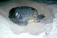 Negri Sembilan records threefold increase in turtle nests over five years