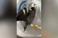Singapore investigating clips showing taped-up bird being ‘scolded’