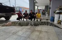 Croc hunter catches 400kg beast, larger one still lurking in Rajang River