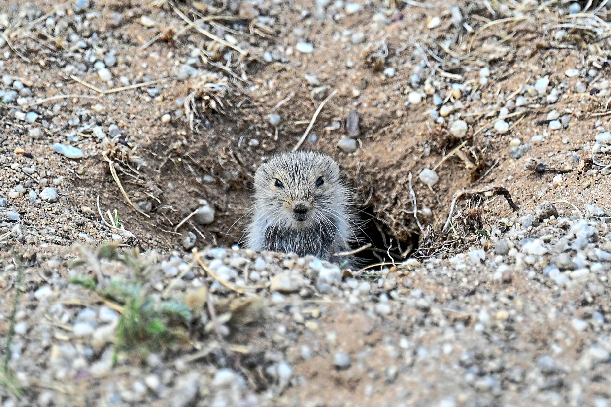 A small rodent comes out of a burrow in the Gobi Desert on the outskirts of Choir in Mongolia's Govisumber province.