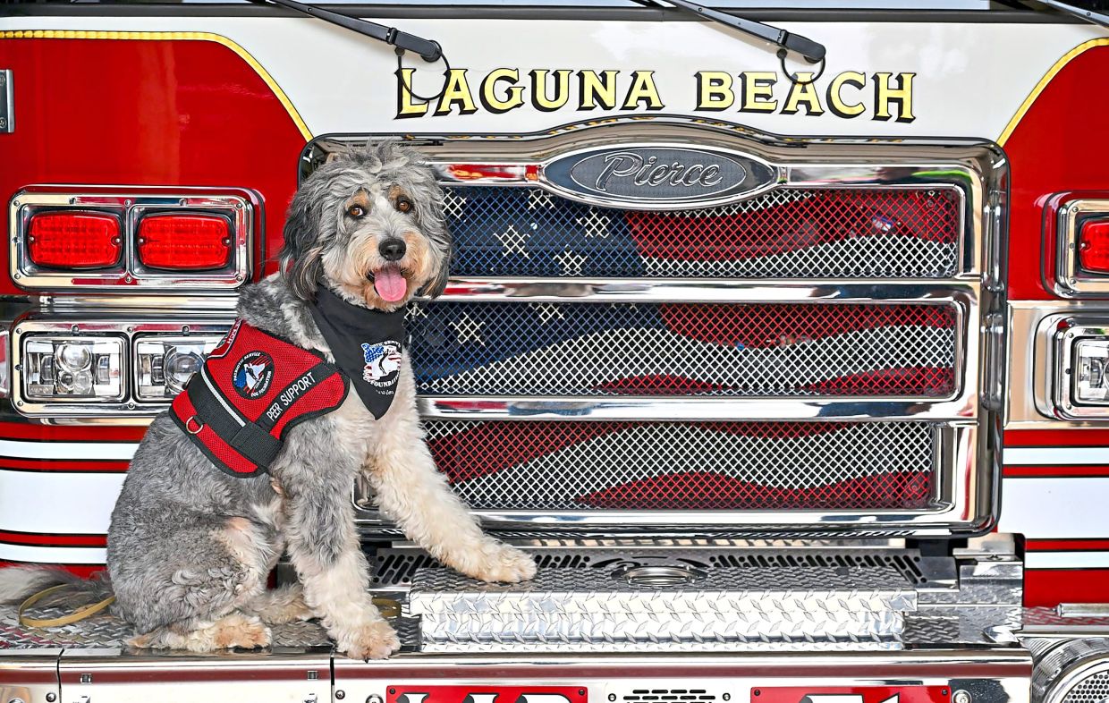 Oro, a fluffy Aussiedoodle who is attached to the LBFD.