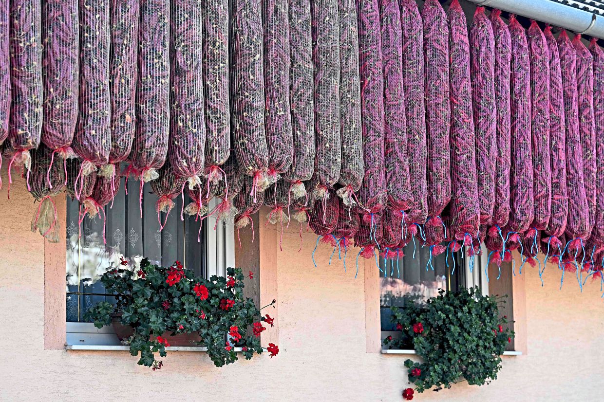 Nets with paprika hanging from the roof of the home of a local producer in Homokmegy, Hungary.