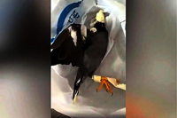 NParks probe into videos of taped-up bird