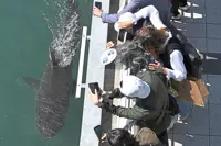 Celebrity shark gets no break from fans