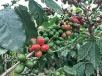 Robusta coffee’s climate resilience an ‘Internet myth’, new study says