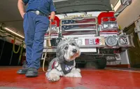 Trauma support dogs offer mental health assistance to firefighters in the US