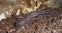 Japan's zoo successfully breeds rare salamanders for first time
