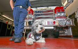Trauma support dogs offer mental health assistance to firefighters in the US