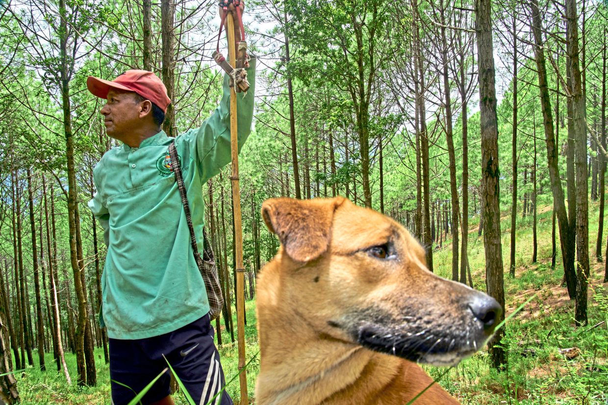Rural battle: A farmer and his dog searching for a troop of monkeys after it raided nearby fields. — AP