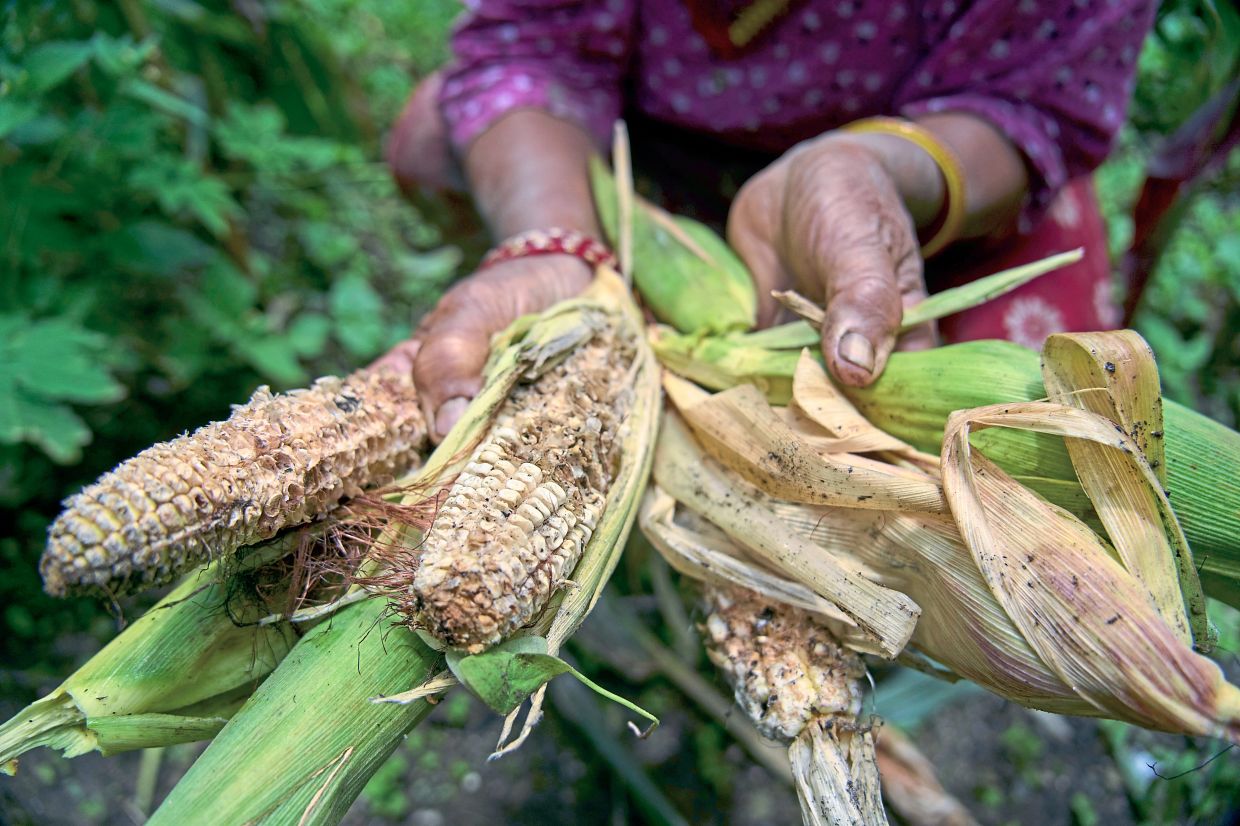 While another farmer displays maize damaged by the crop-raiding animals. — AP