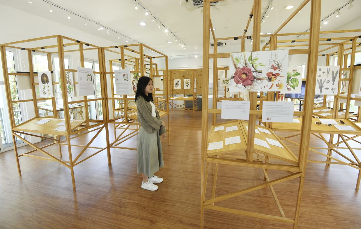 A gallery view of 'Botany Of Belonging' at KL's Forest Learning Centre, featuring more than 60 botanical artworks by artists from across South-East Asia. Photo: The Star/Azhar Mahfof