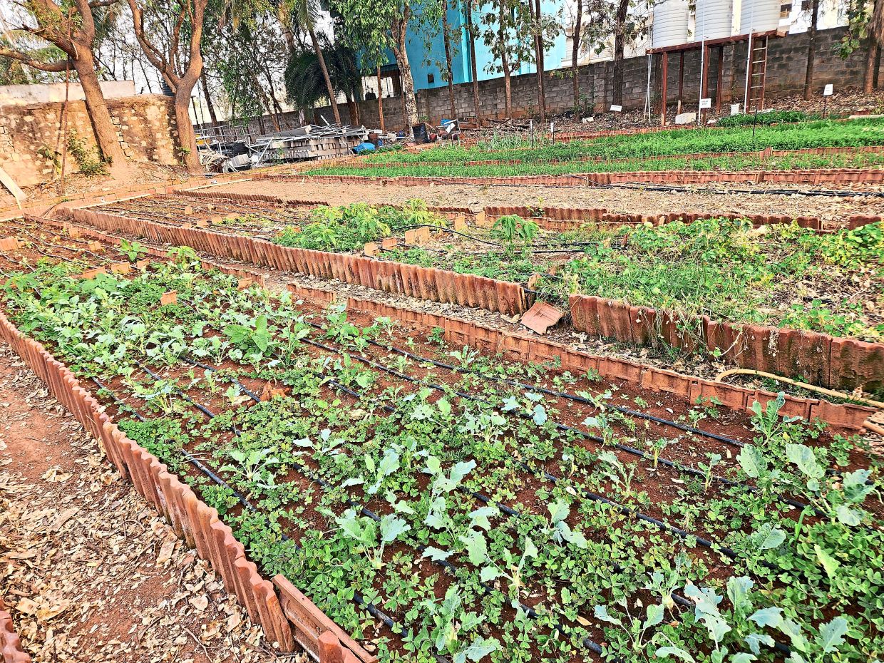 The 13-hectare farm surrounding the restaurant grows a range of seasonal vegetables and fruits, including produce cultivated hydroponically.