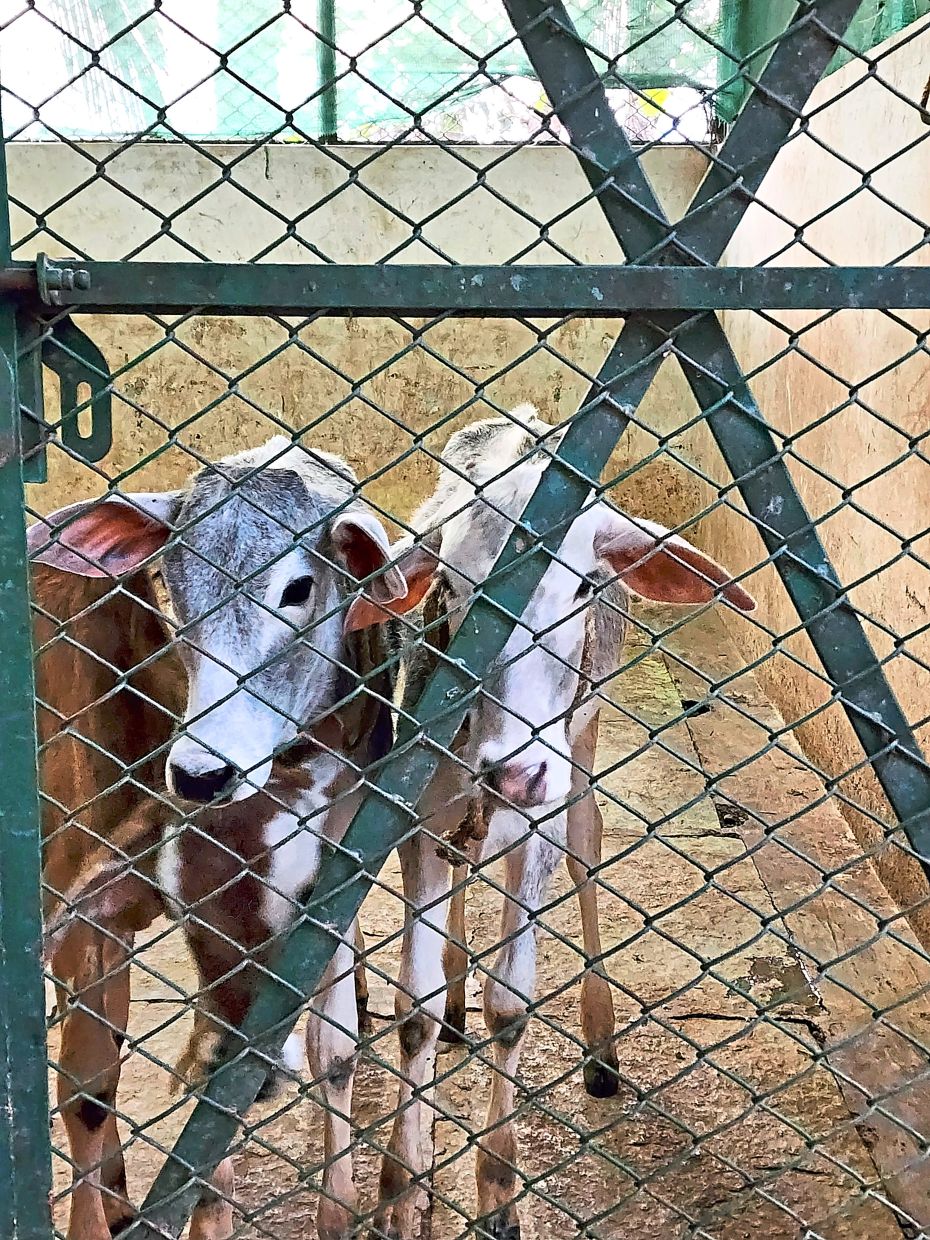 Farmlore has 24 A1 cows whose milk is used to make components like ghee and yoghurt for the restaurant.