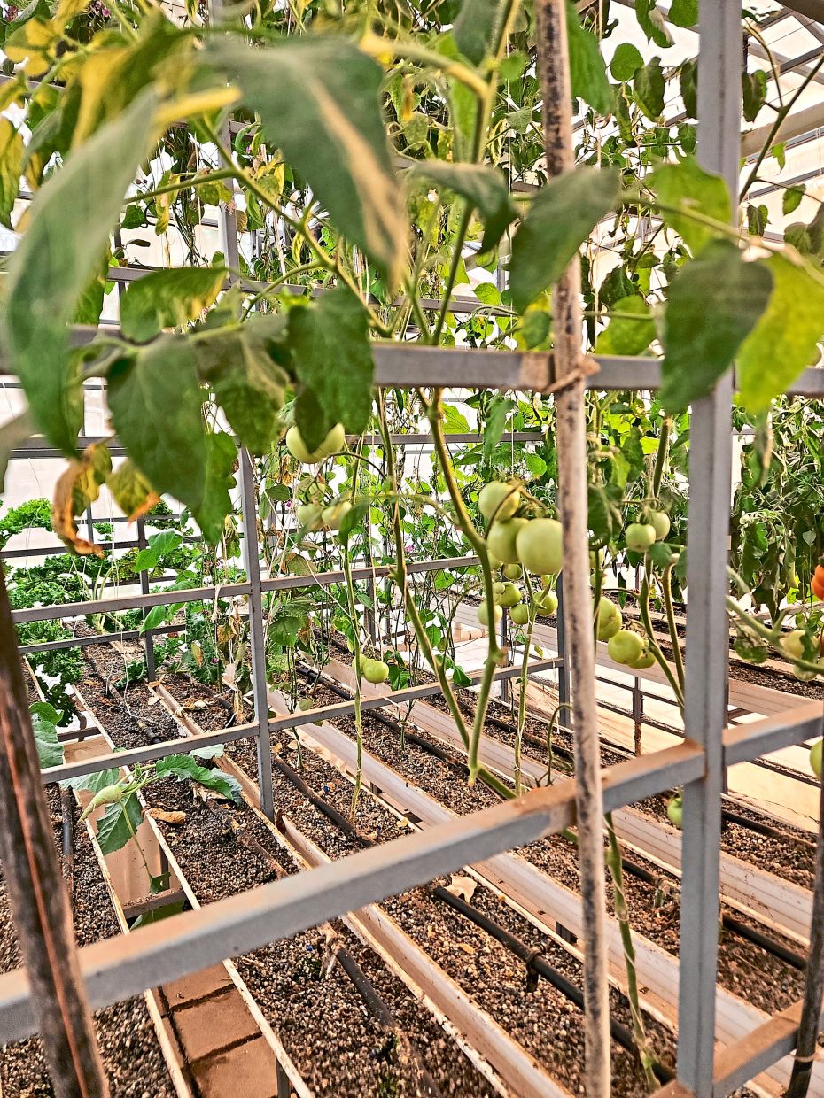 The farm currently supplies between 40% to 60% of the restaurant's daily needs.