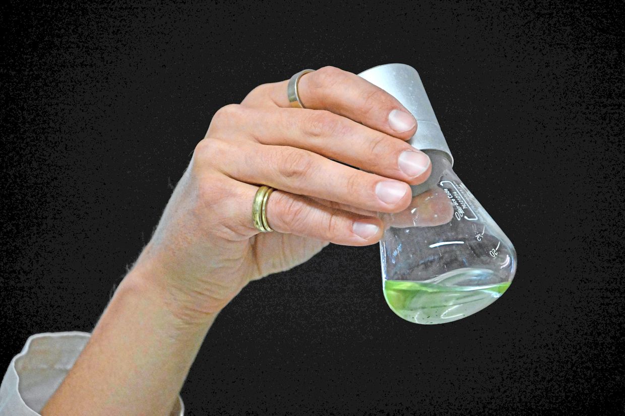 Prof Hegemann and Prof Nagel discovered a light-sensitive protein that they dubbed channelrhodopsin while they were researching the properties of the unicellular green algae Chlamydomonas, seen here in the flask. — AFP
