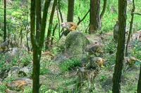 Farmers under monkey siege