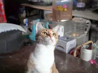 Cats – friends, not food