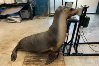 Seals and sea lions get hearing tested at Australia zoo