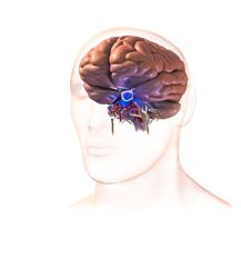The tiny pituitary gland has a huge impact on growth