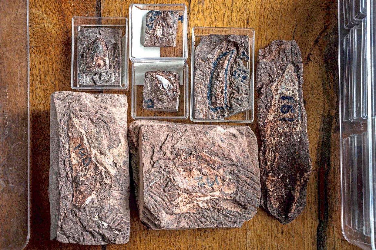 Fossilised dinosaur teeth are displayed at Phu Wiang National Park. — AFP