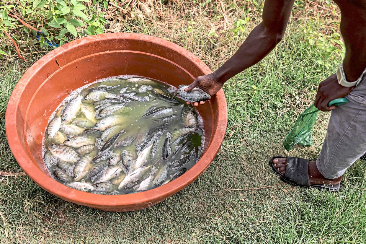 A student holding a Nile tilapia at the aquaculture department of Gaston Berger University in Saint-Louis. — AFP