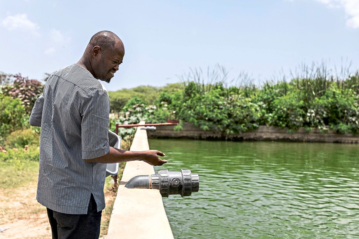 Robane Faye, professor in the aquaculture department at Gaston Berger University, feeding Nile tilapia kept in a breeding tank at the university in Saint-Louis. — AFP