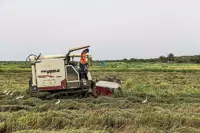 More rice, less disease    in Senegal’s paddies