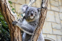 Watoru, the popular koala resident at Japan zoo in Nagoya passes away