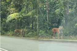 QuickCheck: Has a tiger been spotted near Fraser's Hill?