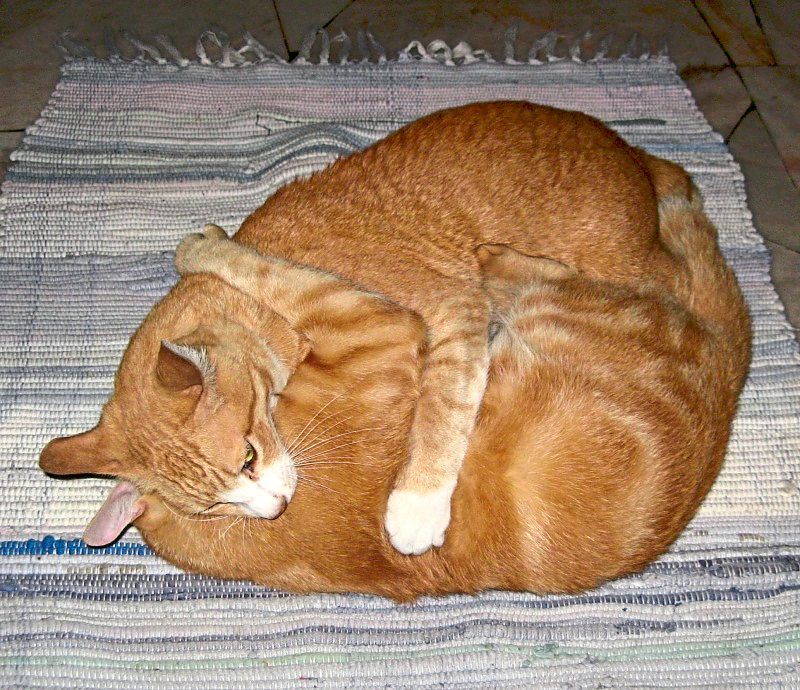 Au taught kitten Target how to fight
