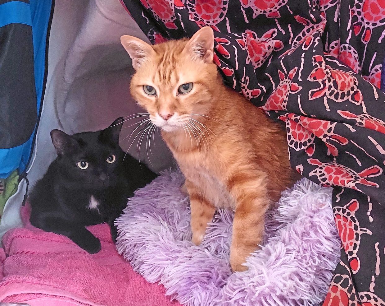 Target (right) and Inkie bonding in their warm cat cave.