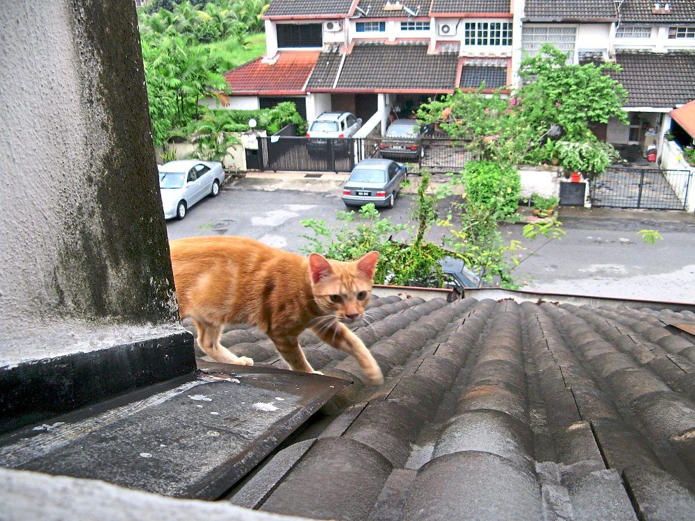 Target exploring the roof in Subang Jaya.