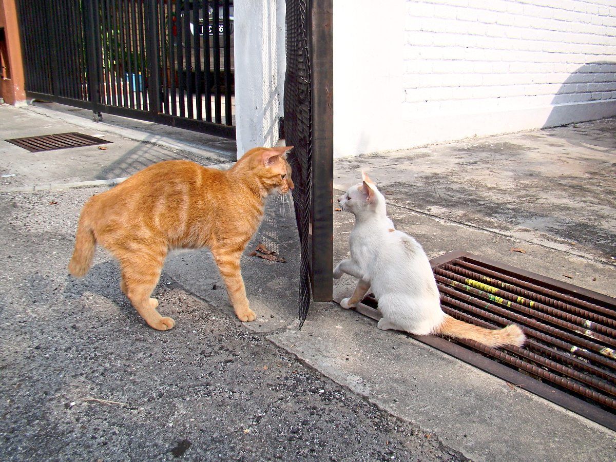 Kitten Target meeting Snow, a lovely neighbour girl cat.
