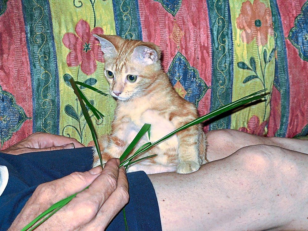 Kitten Target playing happily playing with some grass.